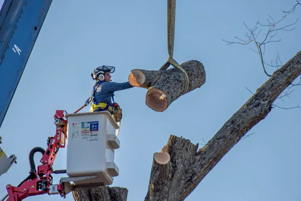 Arborist in a bucket rigging a large cut section to a crane sling in full climbing gear