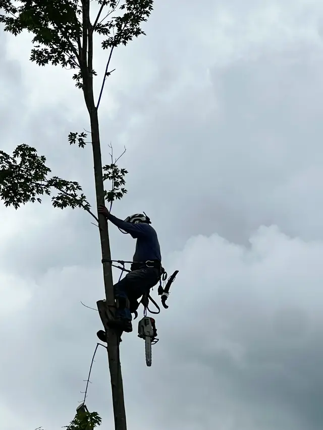 Climber high in a tree with a chainsaw and full climbing gear against an overcast Tennessee sky