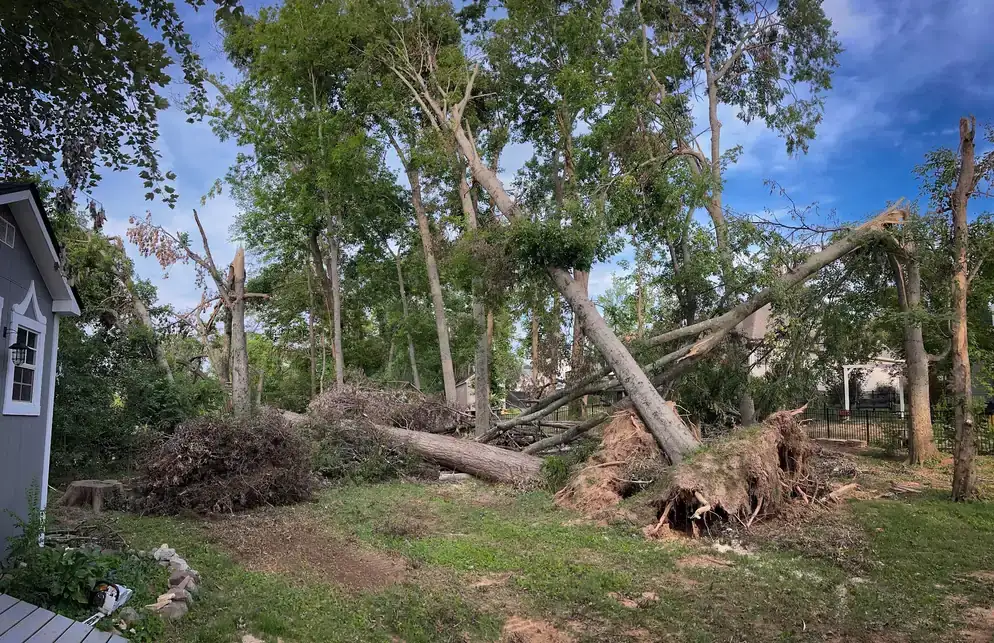 Storm damage in a Clarksville back yard, several trees uprooted and down across the lawn