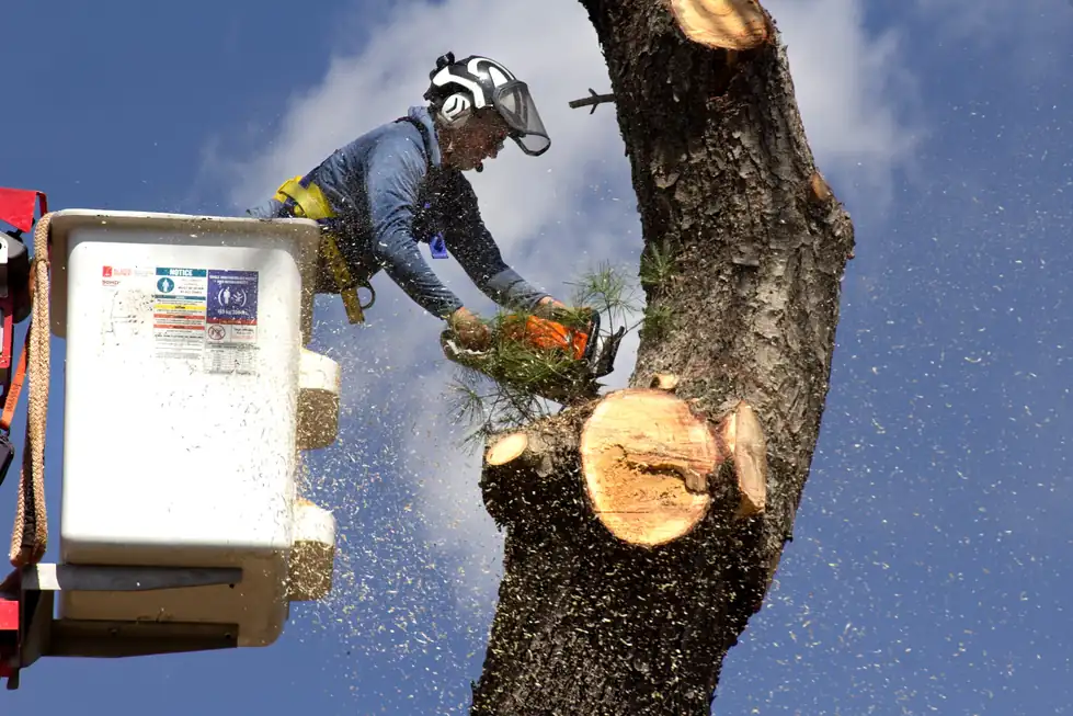 Clean Cut Charlie crew member mid cut on a rigged trunk section, sawdust spraying, red bucket lift alongside